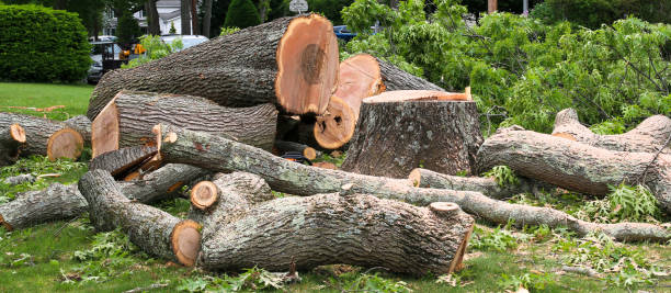 How Our Tree Care Process Works  in  Traer, IA